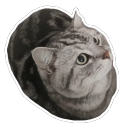 Sticker of a cat, inquisitive